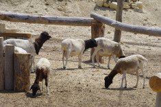 Moutons-Spiterman(CC BY-ND 2.0)
