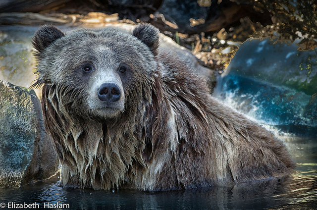 Portrait of a bear credits Elisabeth Aslam via Flickr ( (CC BY-NC 2.0)