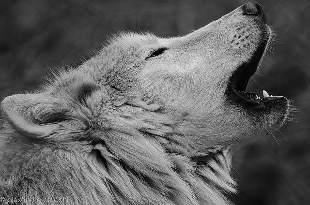 Wolf-alexandre alacchi (CC BY 2.0)