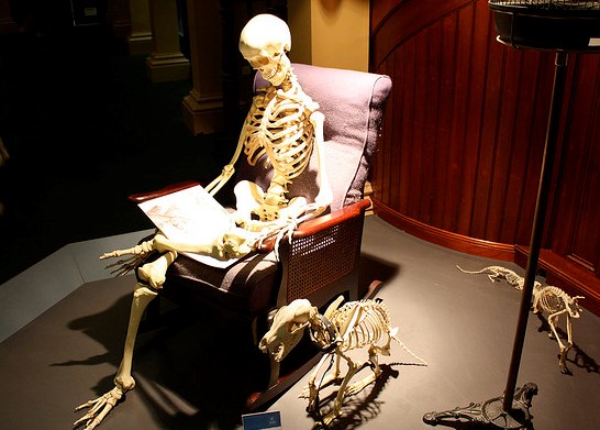 domestic skeletons 2-Daniel Wright(CC BY-NC 2.0)