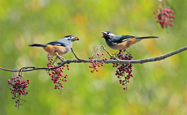 John&FishWhite-eared Sibia(CC BY-NC-ND 2.0)