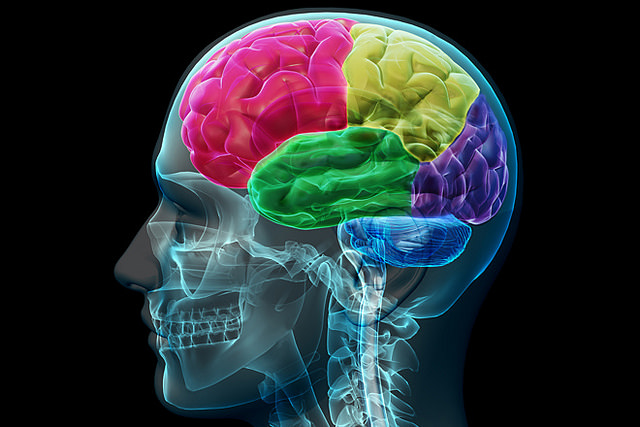 Lobes du cerveau (Crédits : Allan Ajifo, licence CC-BY 2.0), via http://aboutmodafinil.com/ Flickr