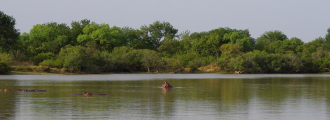 Des hippopotames au parc de la Pendjari-Tous droits réservés.