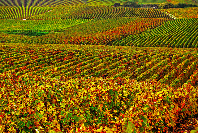 Vincent Brassinne-The Vineyards (CC BY-NC-ND 2.0)