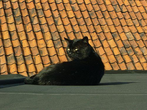 Peter Huys-Black cat(CC BY-SA 2.0)