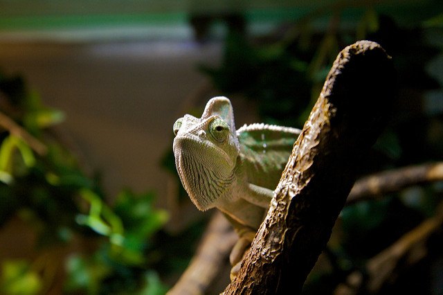 cameleon crédits Torkild Retvedt (CC BY-SA 2.0)
