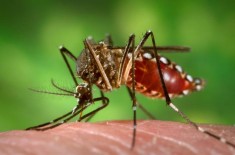 Moustique Aedes aegypti en train de sucer du sang. Les moustiques OGM pourraient éradiquer le virus Zika Moustique Aedes aegypti en train de sucer du sang. Les moustiques OGM pourraient éradiquer le virus Zika