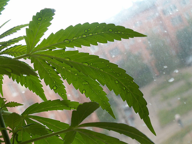 La légalisation du cannabis avance... aux USA La légalisation du cannabis avance... aux USA