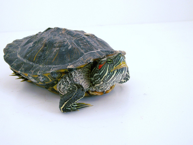 Turtle crédits Nicholas LabyrinthX (CC BY-SA 2.0)