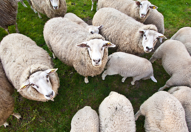 Le contribuable, mouton tondu au profit d'EDF ? Le contribuable, mouton tondu au profit d'EDF ?