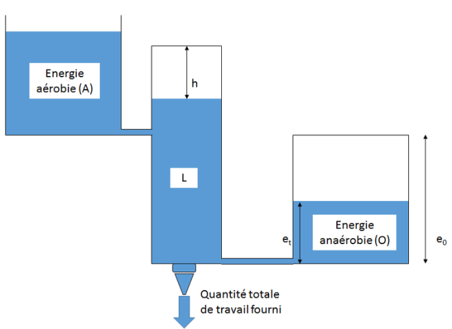 Analogie entre les réservoirs hydrauliques et l’énergie du corps humain. Polytechnique, Author provided