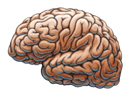 Quelle place pour les mathématiques dans le cerveau ? Quelle place pour les mathématiques dans le cerveau ?