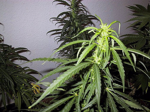 Cannabis