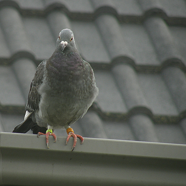 Pigeon