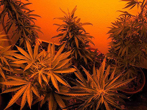 Cannabis : nouvelles avancées aux USA Cannabis : nouvelles avancées aux USA