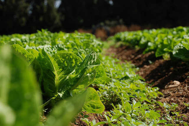 Devez-vous avoir peur du glyphosate ? Devez-vous avoir peur du glyphosate ?