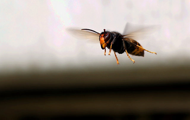 Frelon asiatique by Pittou2(CC BY-NC 2.0)