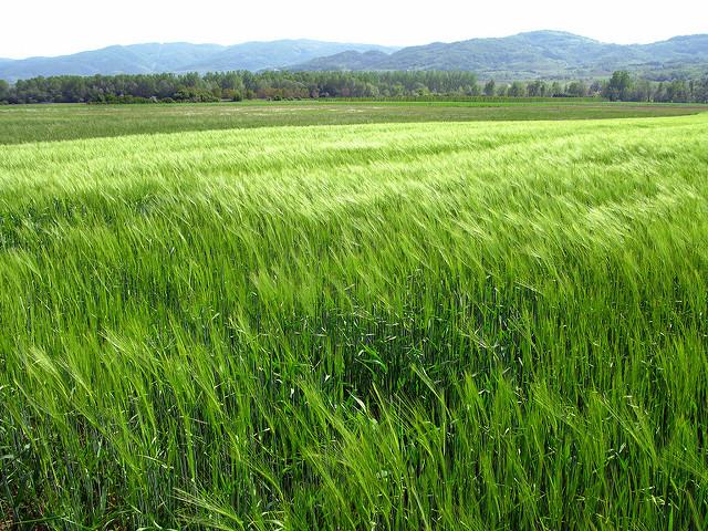 Champ de blé OGM Champ de blé OGM