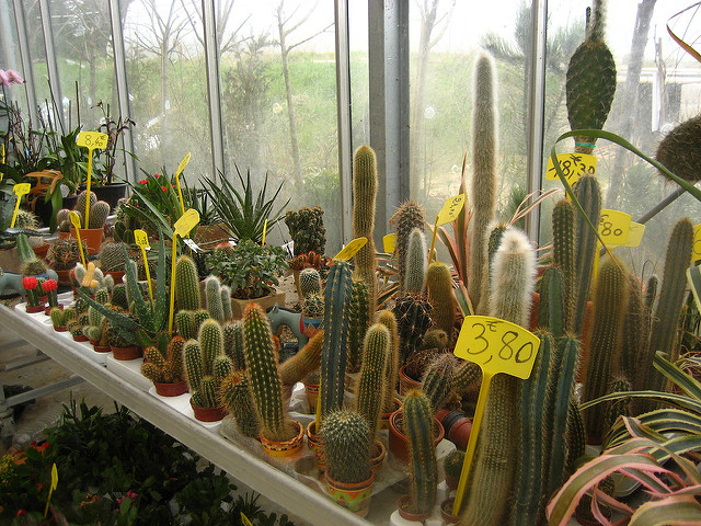 Cactus de la jardinerie by Sunny Ripert (CC BY-SA 2.0)
