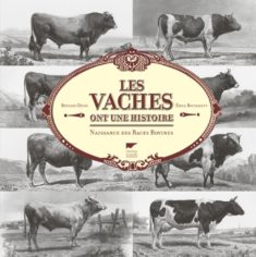 Amélioration des races bovines