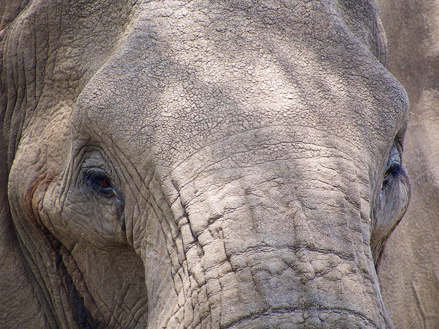 Sauvez les éléphants !.. en les privatisant Sauvez les éléphants !.. en les privatisant