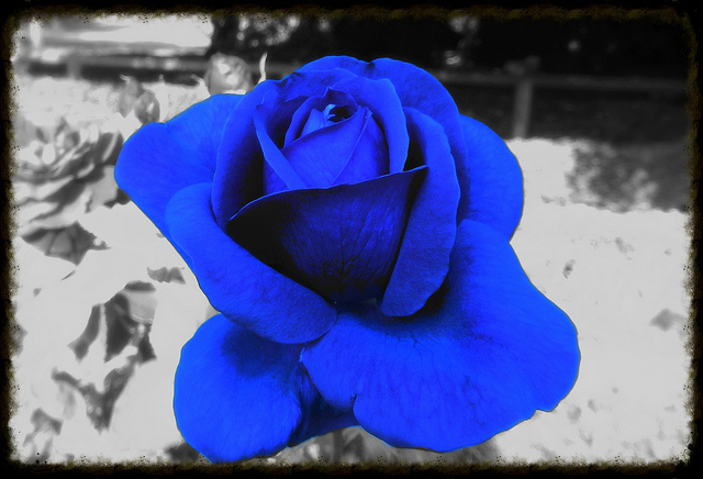 rose bleue du FN
