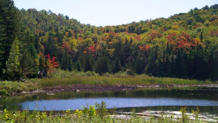 Forêt du Vermont
