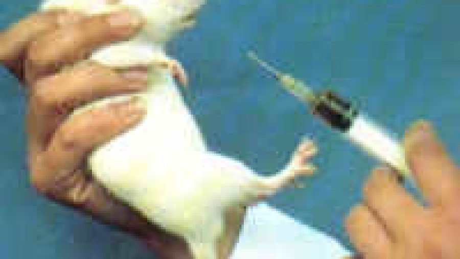 rat de laboratoire