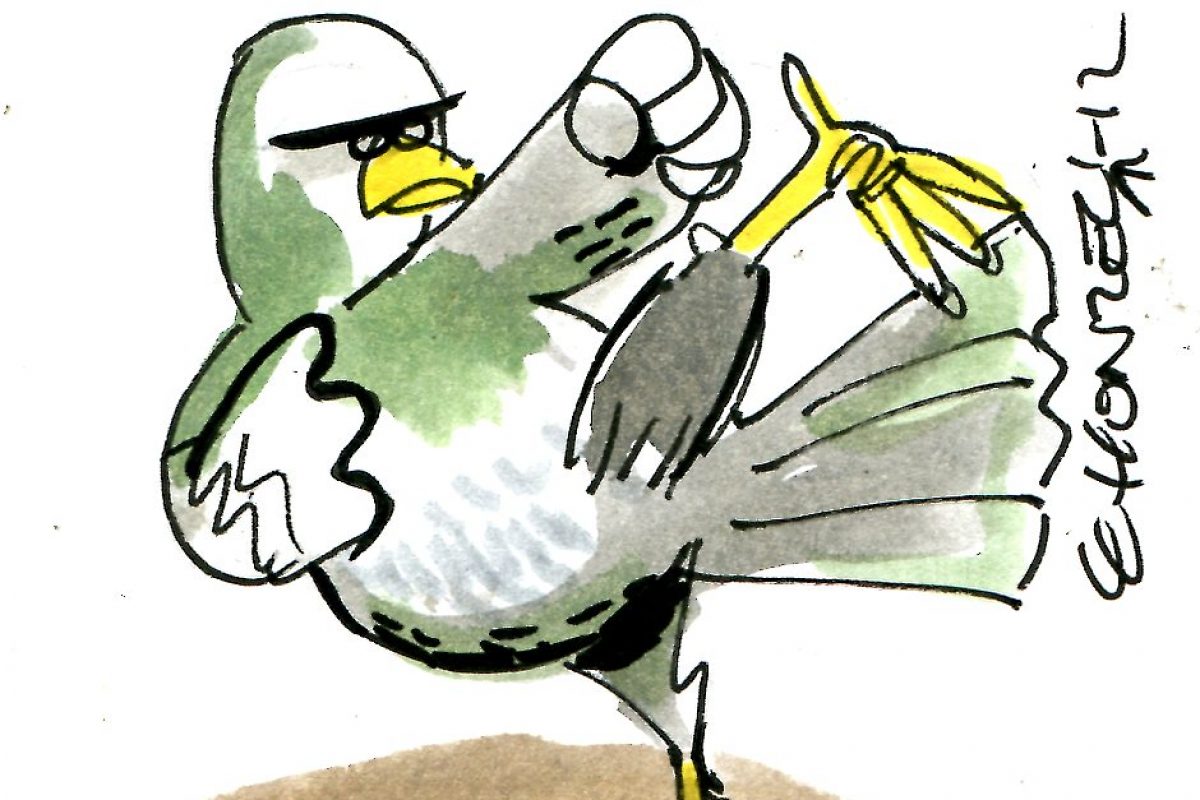 Faire fuir les pigeons : 13 solutions naturelles et efficaces