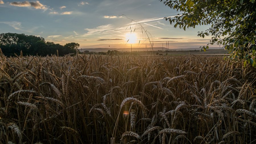 politique agricole