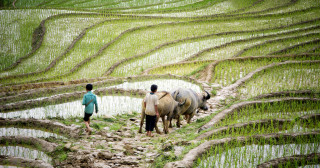 Photo d'une rizière au Vietnam