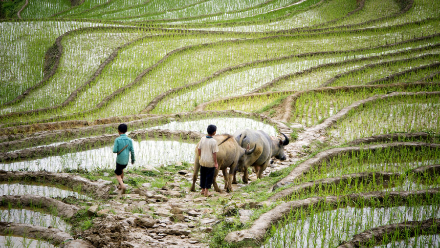 Photo d'une rizière au Vietnam