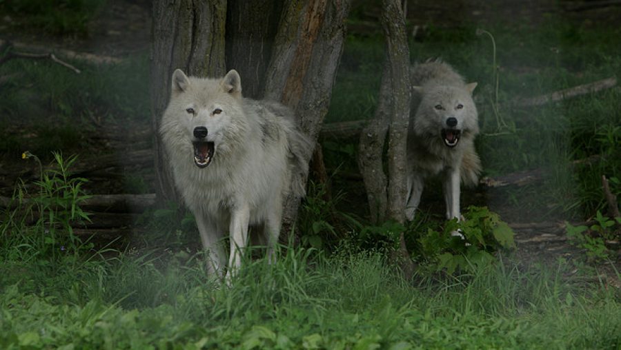 loup espèce menacée