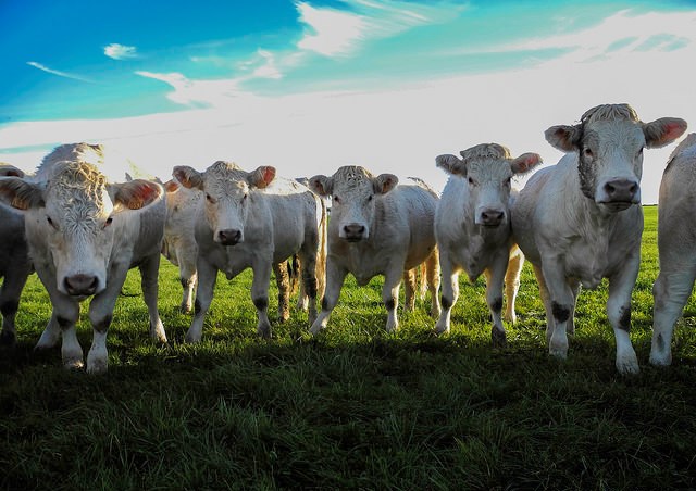 Mort Aux Vaches Se Passer De Viande Se Passer De Lait Contrepoints Mort Aux Vaches Se Passer De Viande Se Passer De Lait Contrepoints