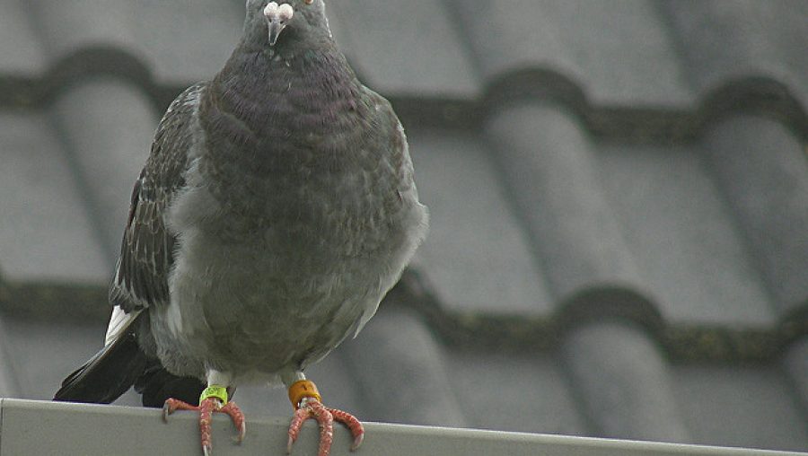 Pigeon