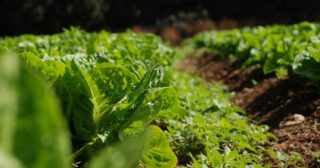 Agriculture