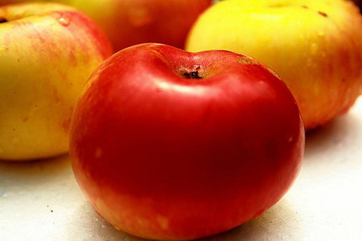 Vergers : Les pommes ont deux semaines d'avance - Terres et Territoires