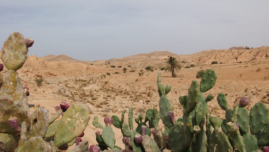 Photo de sable et de plantes prise dans le désert