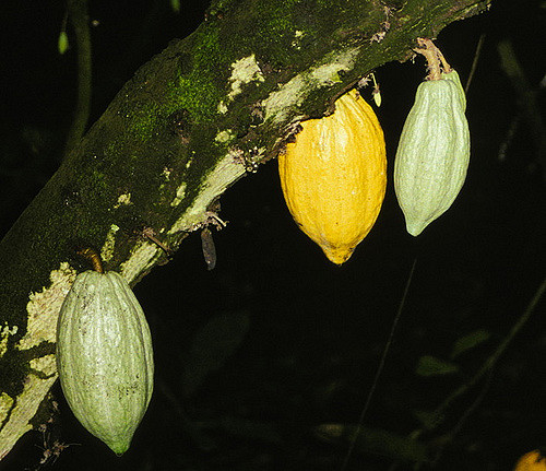 Côte d’Ivoire : libéraliser les prix pour sauver la filière cacao Côte d’Ivoire : libéraliser les prix pour sauver la filière cacao