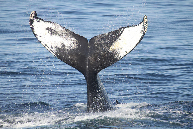 Comment l'industrie du pétrole a sauvé les baleines Comment l'industrie du pétrole a sauvé les baleines