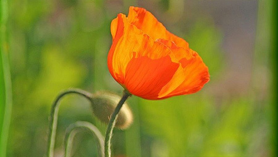 coquelicot