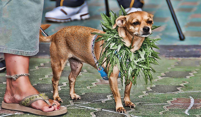 Marijuana-Chihuahua-Dog-CC-BY-2.0--640x3