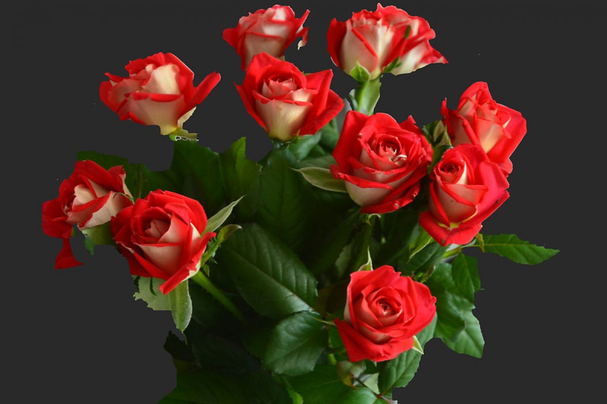 Le prix des roses de la Saint-Valentin - Contrepoints