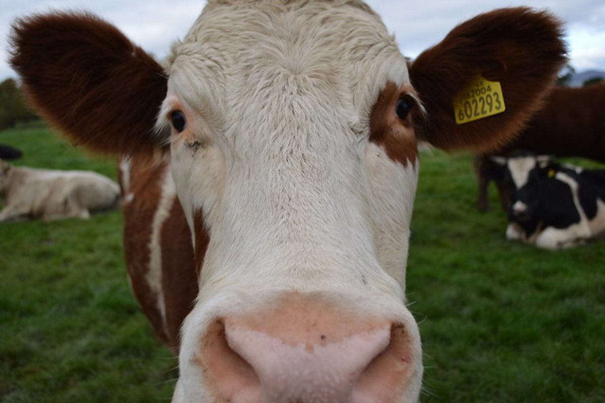 La vache donne plus de lait quand elle est contente - France Bleu