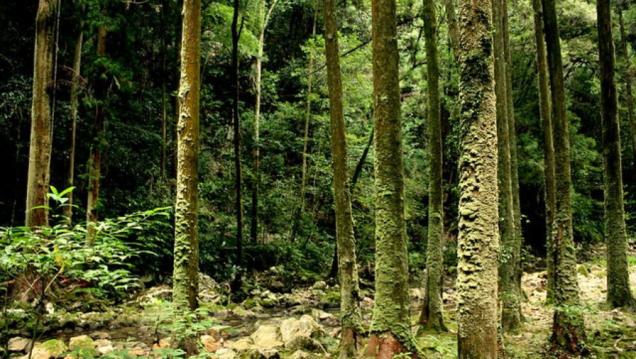 troncs d'arbre dans une forêt