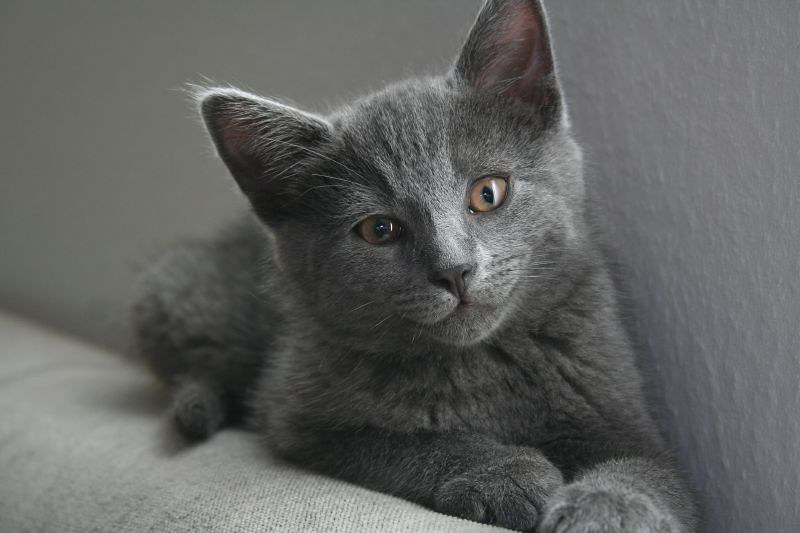 chat datant en ligne gratuit