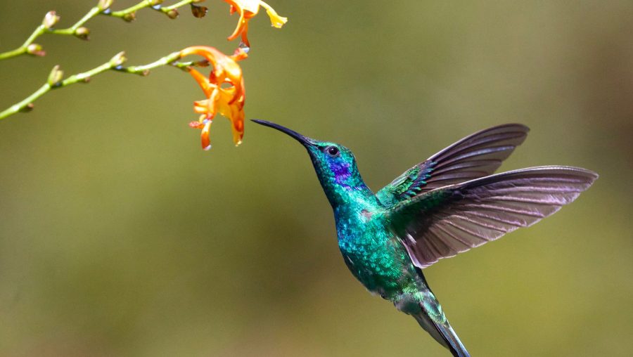 colibri