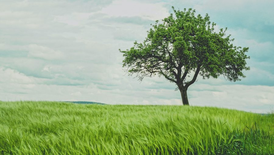 Charte des Droits de l'Arbre