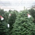 sapin