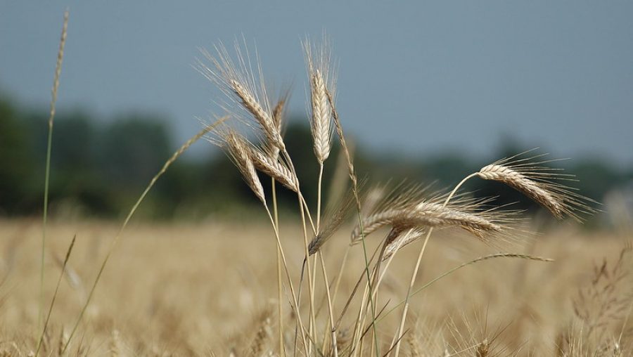 souveraineté crise alimentaire